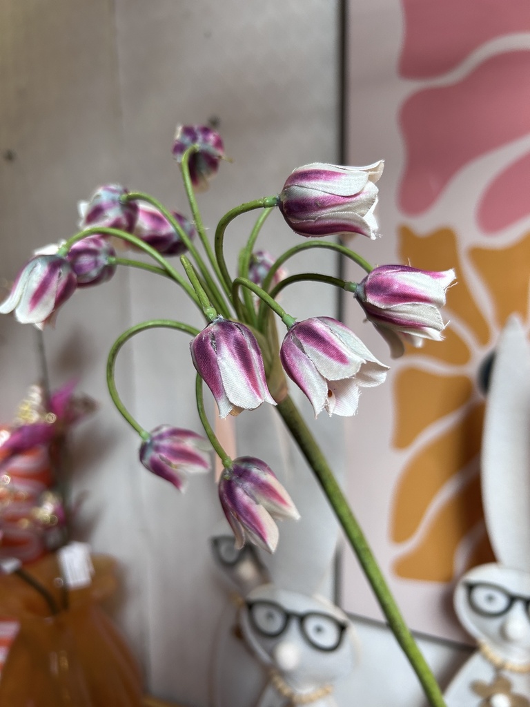 Allium Rot-Rosa