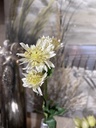 Astrantie - Sterndolde weiß