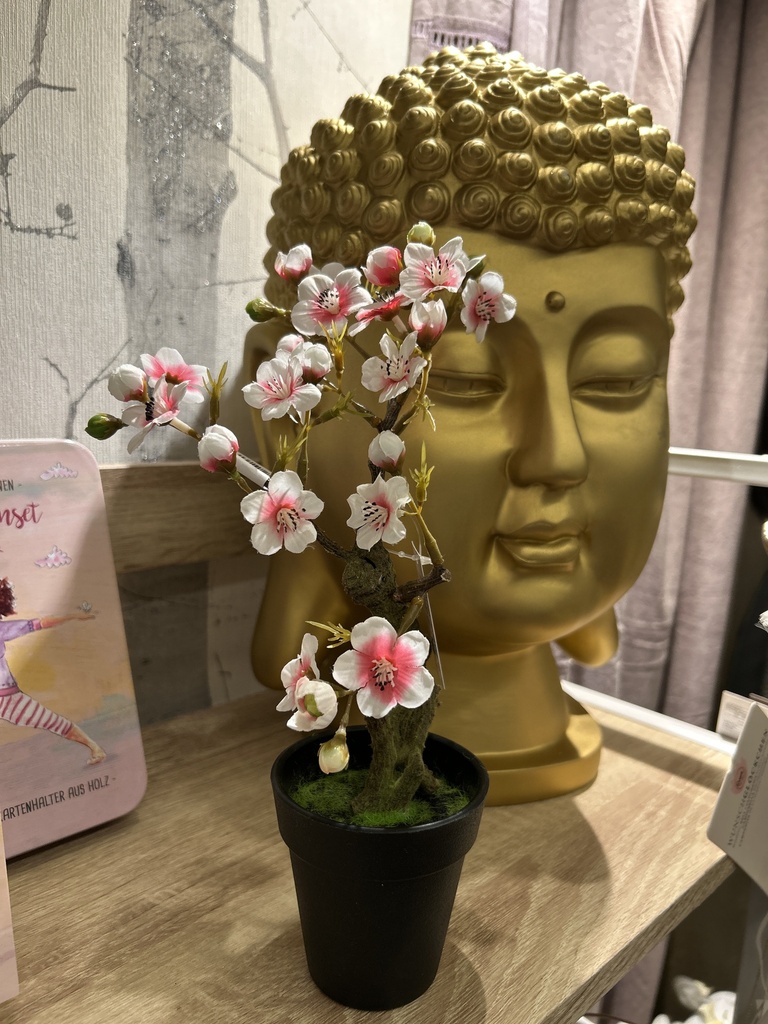 Mandelbonsai im Topf