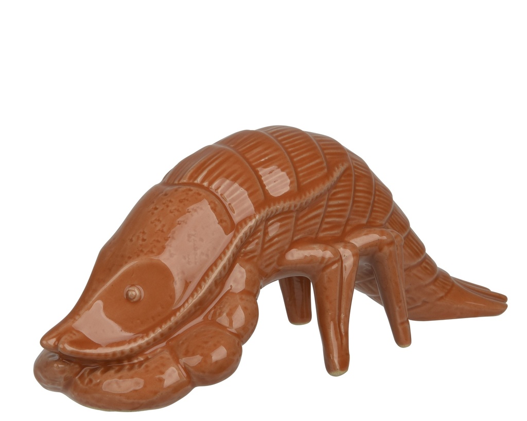 Meerestier Porzellan orange