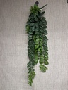 Columnea Ranke