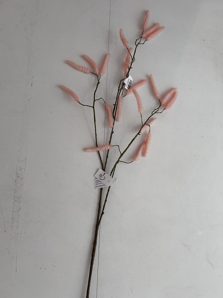 Acalypha apricot