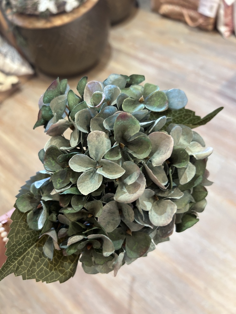 Gartenhortensie