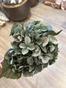Gartenhortensie