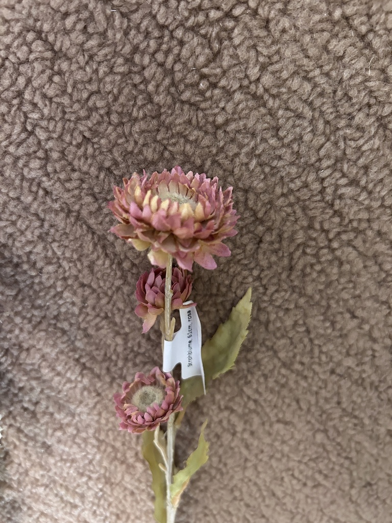 Strohblume