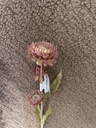 Strohblume