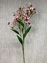 Schleierkraut rosa 72cm