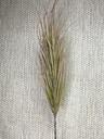 Gras mehrfarbig