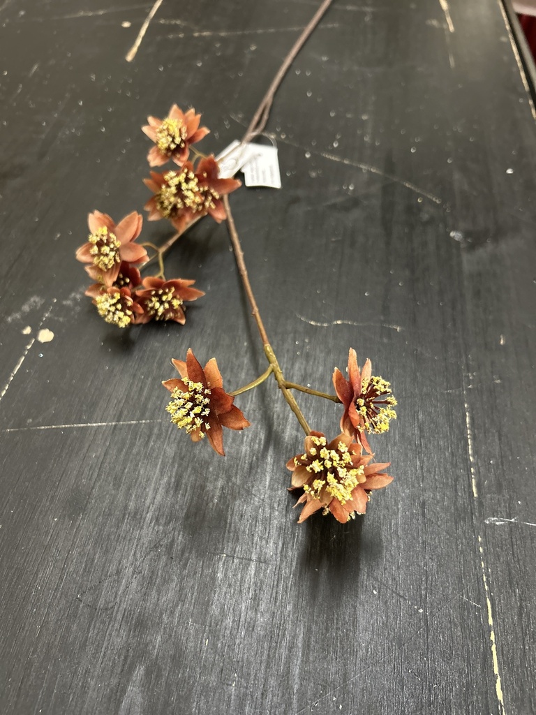 Astrantie 72cm
