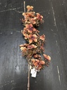 Rispenhortensie 89 cm