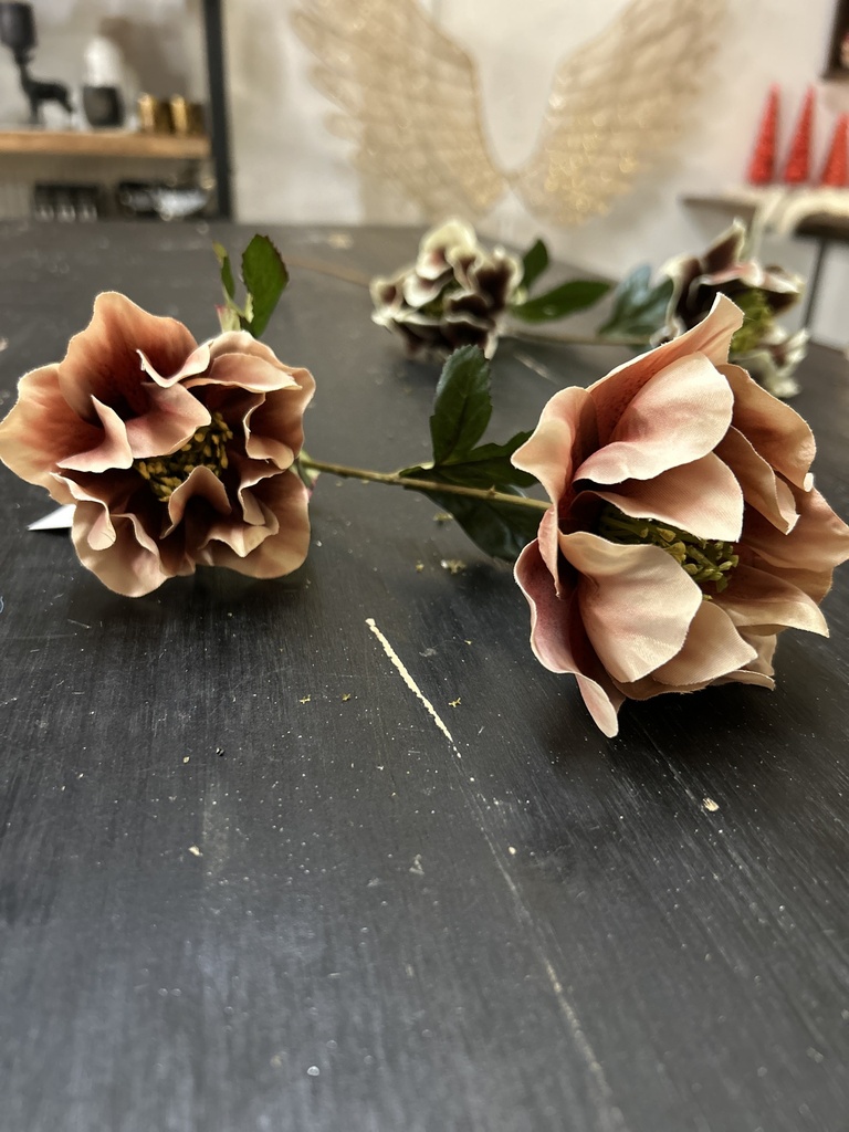 Christrose 67cm