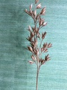 Hafer braun - Dekoblume