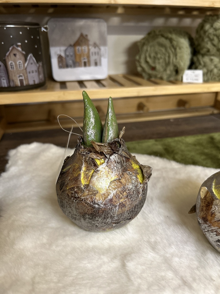 Amaryllis-Zwiebel silber/natur