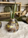 Amaryllis-Zwiebel silber/natur
