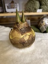 Amaryllis-Zwiebel gold/natur