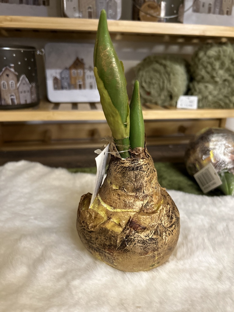 Amaryllis-Zwiebel gold/natur