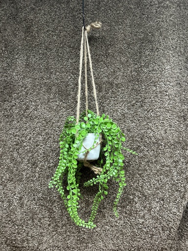 [P0001113] Kunst-Hängepflanze (Sukkulente)