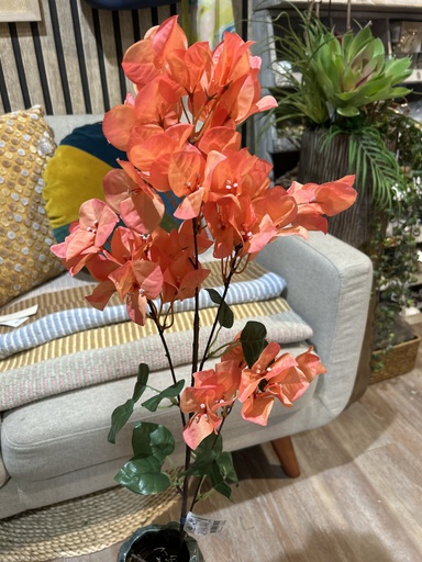 [P0001933] Bougainvillea, orange