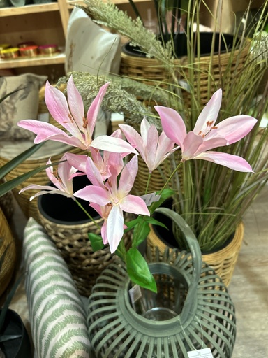 [P0002045] Clematis rosa