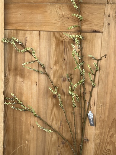 [P0002115] Zweig "Willow Branche" grün