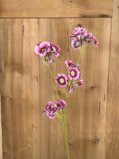 [P0002123] Sonnenglanz pink