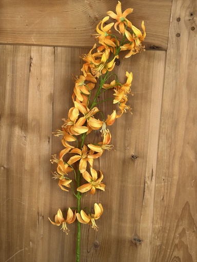 [P0002125] Lilie orange