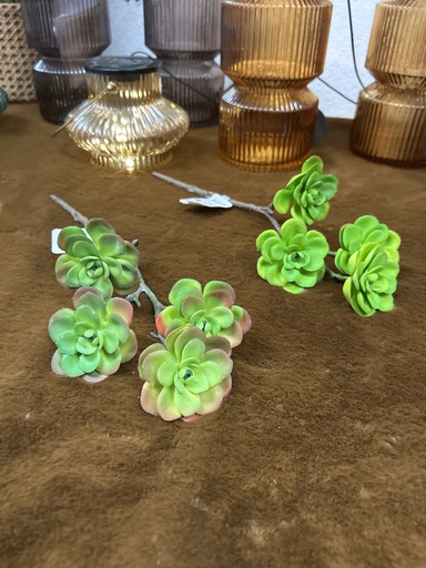 Sukkulente Sedum