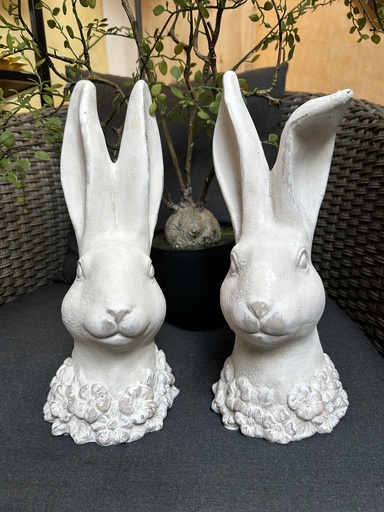 Hasenkopf mit Blütenkrause