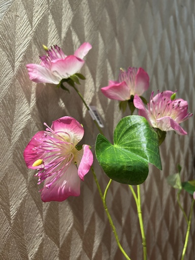 [P0002395] Bauhinia (pink)
