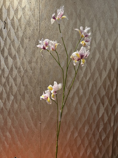 [P0002396] Miniiris (helllila)