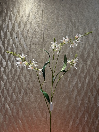 [P0002398] Prärielilie (weiß)