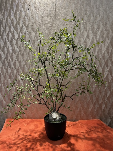 [P0002399] Mühlenbeckia im Topf