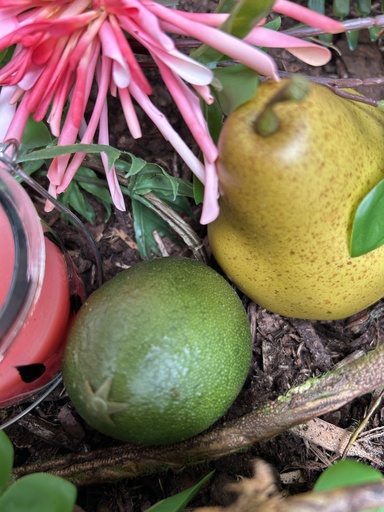 [P0002439] Limette (Kunststoff)