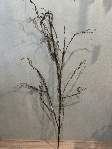 [P0002822] Hängezweig mit Flechten dunkelbraun