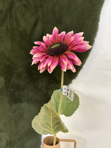 [P0003144] Sonnenblume Fuchsia