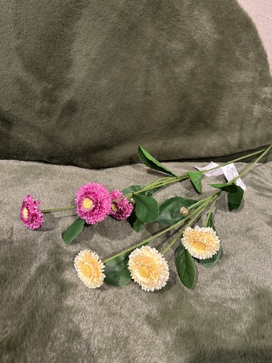 Bellis - Tausendschön