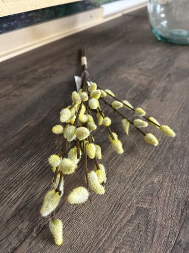 [P0003235] Weidekätzchenbund hellgelb