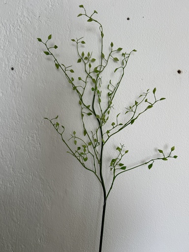 [P0003262] Monstera "Monkey Leaf"