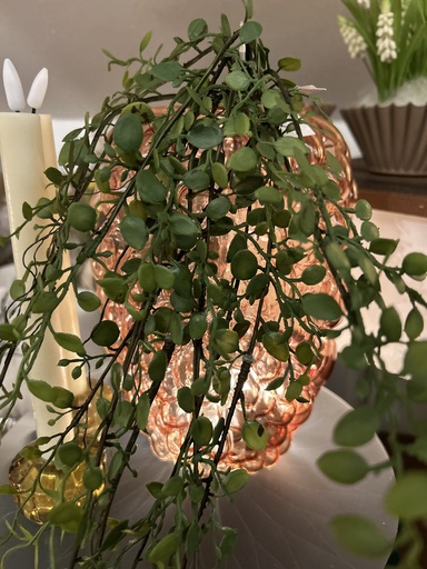 [P0003298] Mühlenbeckiahängezweig