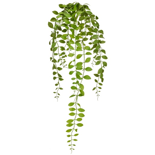 [P0003336] Aeschynanthushängezweig