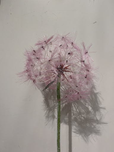 [P0003522] Pusteblume pink