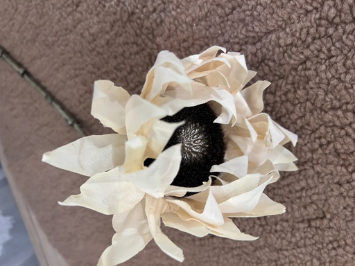 [P0003560] Sonnenblume creme