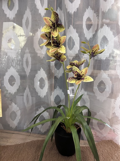 [P0003565] Orchidee Gelb im Kunststofftopf