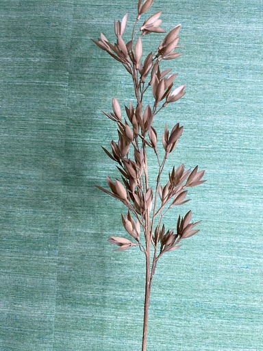 [P0000324] Hafer braun - Dekoblume