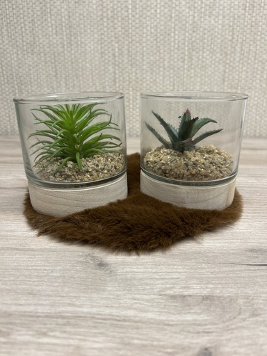 Sukkulente im Glas mit Holzsockel