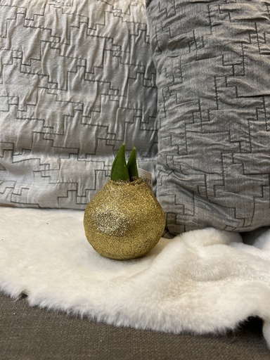 [P0001084] Amaryllis-Zwiebel gold