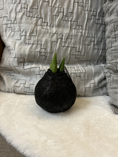 [P0001088] Amaryllis-Zwiebel schwarz